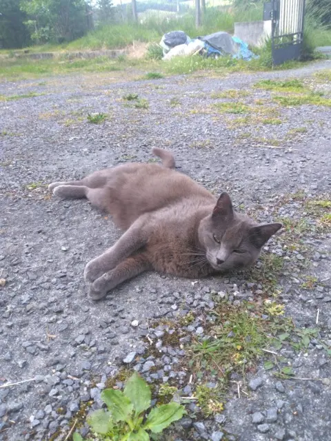 chatte lost   24330 Saint-Pierre-de-Chignac Miu
