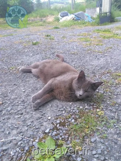 chatte perdue 24330 Saint-Pierre-de-Chignac Miu chatte lost 24330 Saint-Pierre-de-Chignac Miu
