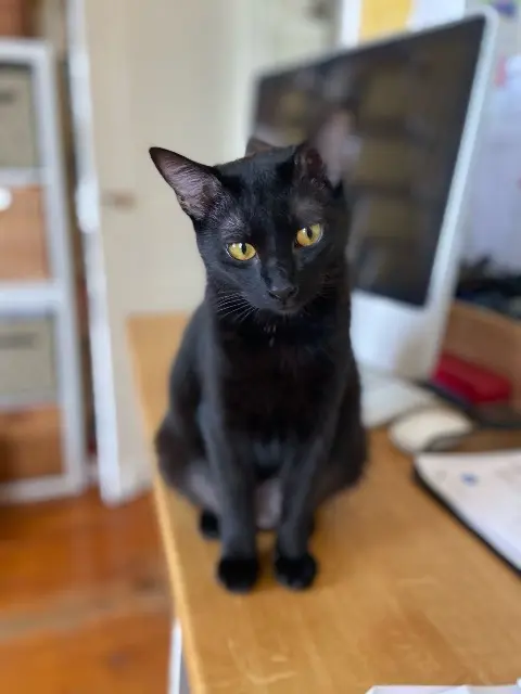 chatte lost   24100 Bergerac Moon