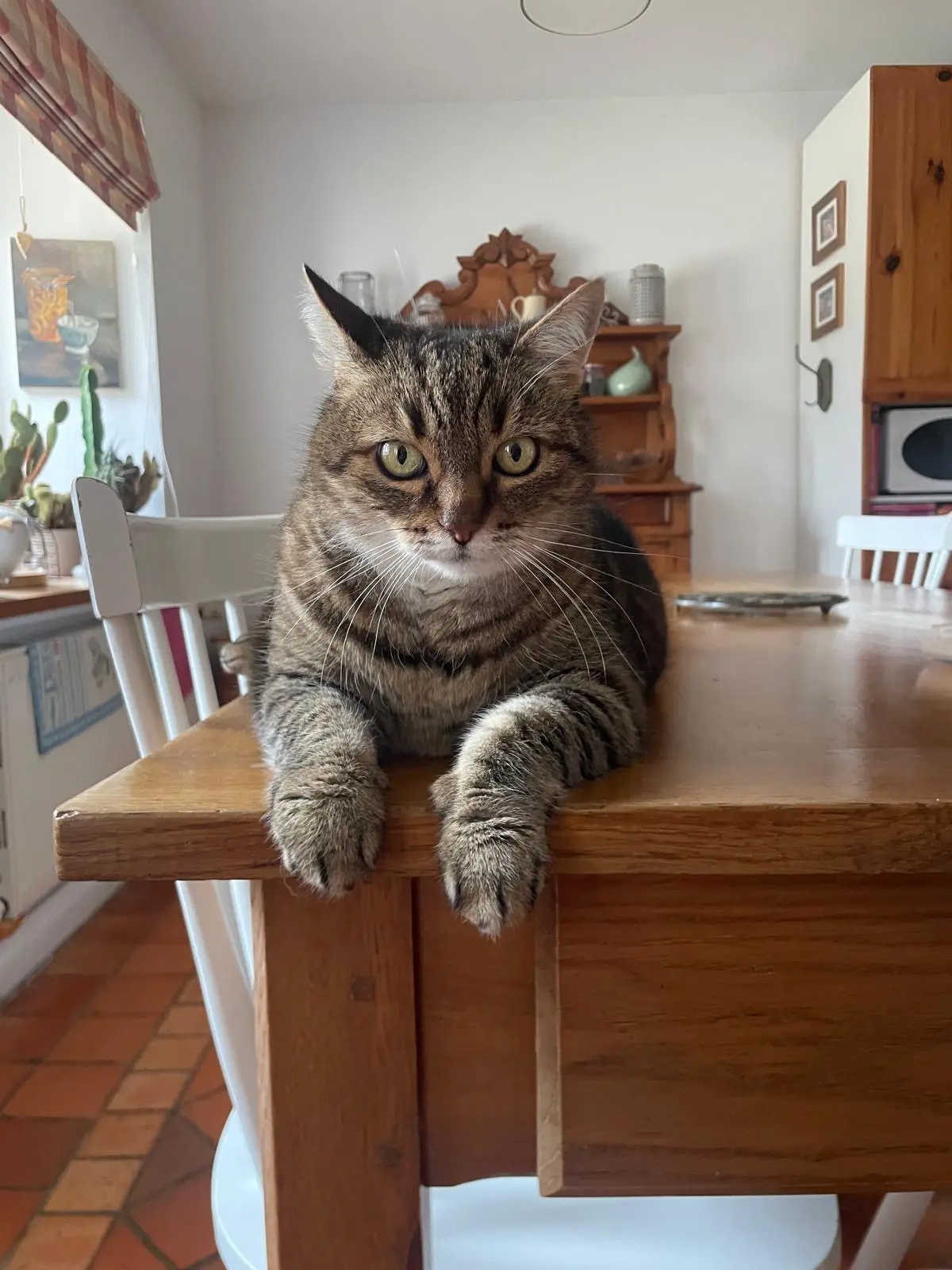 Chatte Perdue 24 Dordogne - Moumoune Chatte Perdue 24 Dordogne - Moumoune