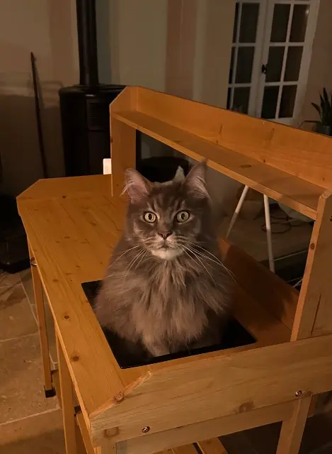 chatte lost   24480 Molières Nikita