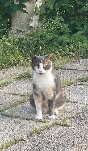 chatte lost   24150 Pressignac-Vicq Pacha