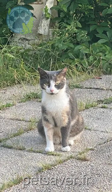 kat vermist 24150 Pressignac-Vicq Pacha kat lost 24150 Pressignac-Vicq Pacha