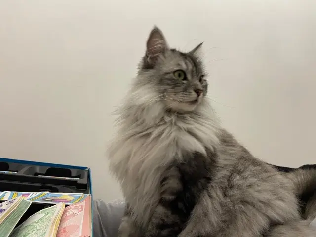 chatte lost   24120 Pazayac Pandora