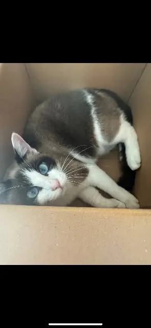 cat lost   24410 Parcoul-Chenaud Nina