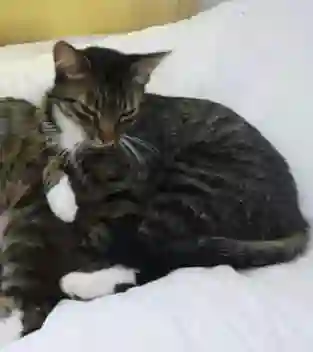 Chatte Perdue 24 Dordogne - Pipouche Chatte Perdue 24 Dordogne - Pipouche