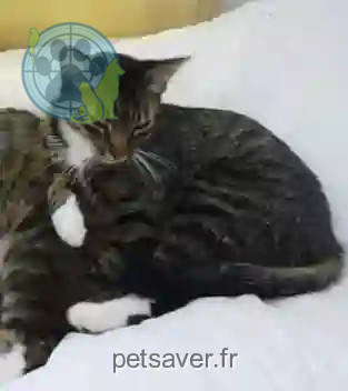 Chatte Perdue 24 Dordogne - Pipouche Chatte Perdue 24 Dordogne - Pipouche
