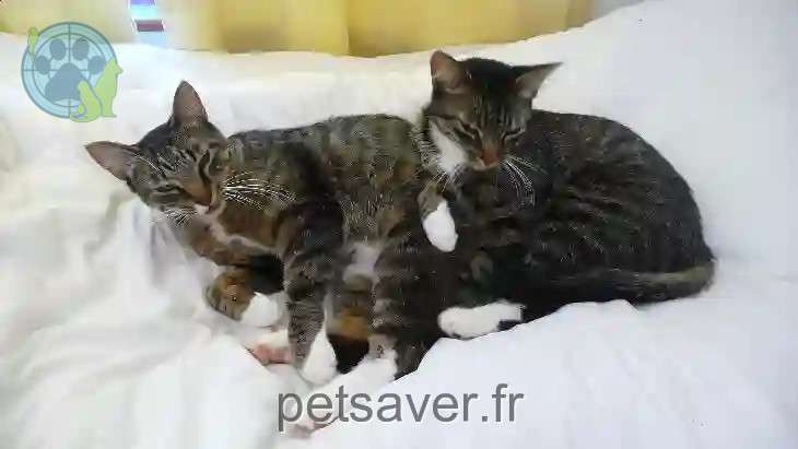 Chatte Perdue 24 Dordogne - Pipouche Chatte Perdue 24 Dordogne - Pipouche