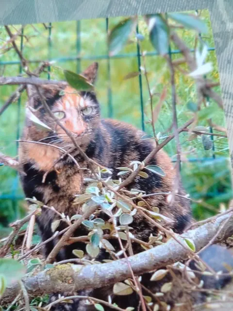 chatte lost   24750 Trélissac Pixel