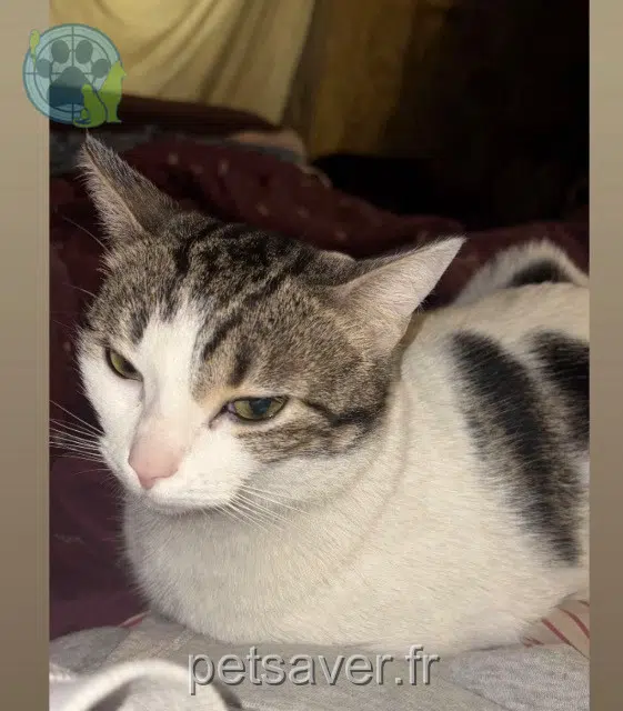 gata lost   24150 Lalinde Ruby