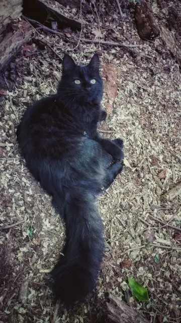 chatte lost   24660 Coulounieix-Chamiers Shadow