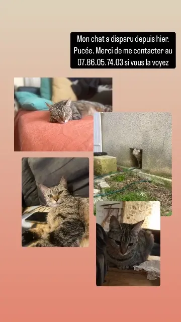 chatte lost   24000 Périgueux Suzet te