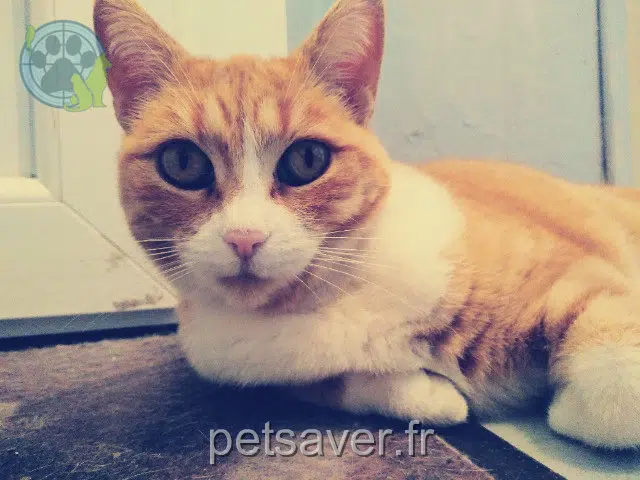 chatte lost   24100 Bergerac Topaze