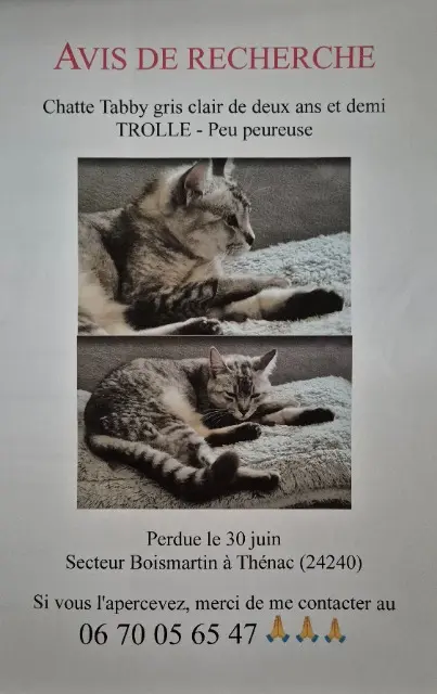chatte lost   24240 Thénac Trolle
