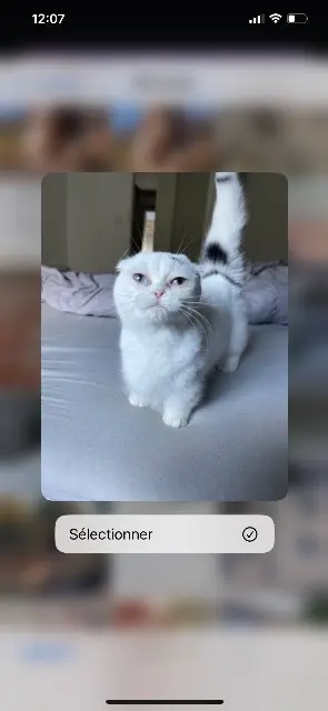 chatte lost   24700 Le Pizou Tulipe