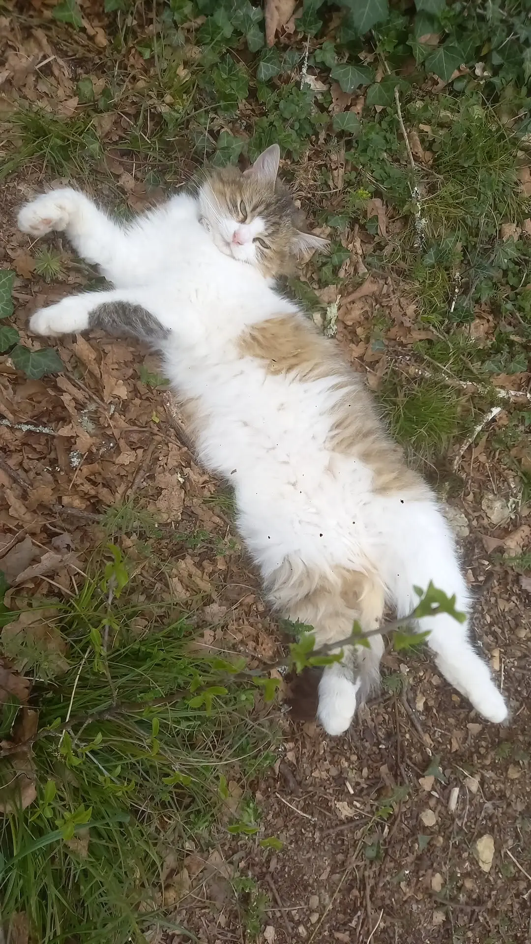 chatte lost   24290 Aubas Twiny