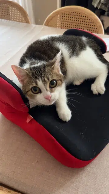 chatte lost   24430 Coursac Vanille