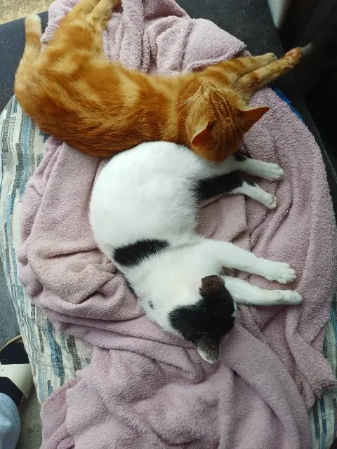 chatte lost   24570 Le Lardin-Saint-Lazare Zora