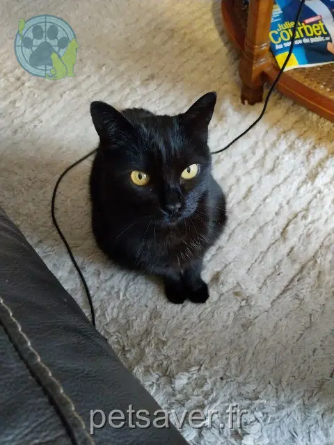 chatte lost 24590 Saint-Crépin-et-Carlucet Zoé