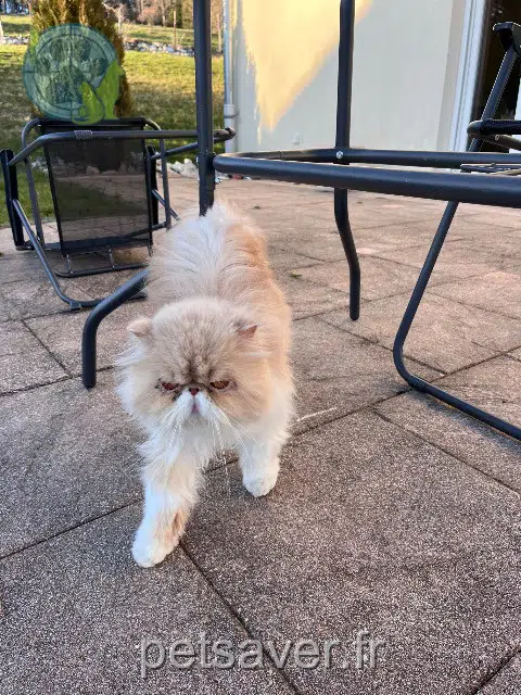 chatte lost   25130 Villers-le-Lac Arielle