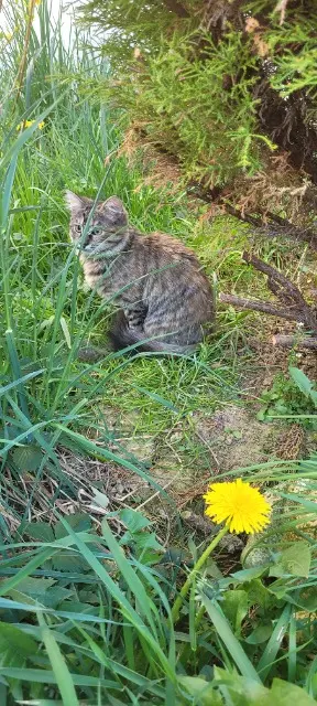 chatte lost   25200 Montbéliard Athena