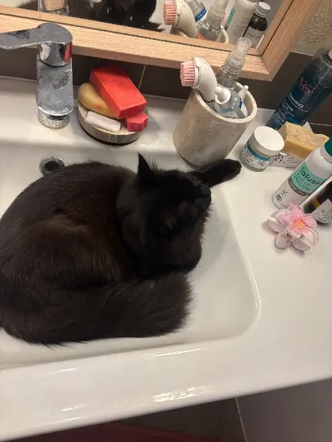 chatte lost   25000 Besançon Alohajdjj