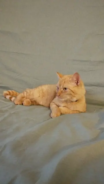 chatte lost   25000 Besançon Athéna