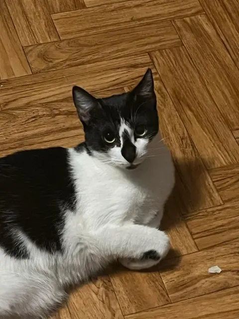 chatte lost   25000 Besançon Augustine