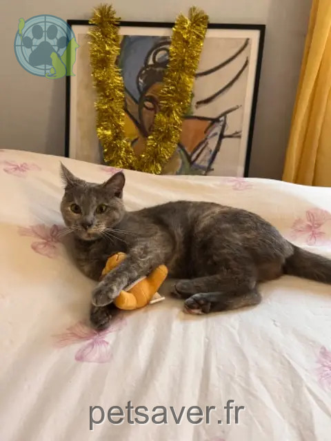 kat vermist 25000 Besançon Batoue kat lost 25000 Besançon Batoue