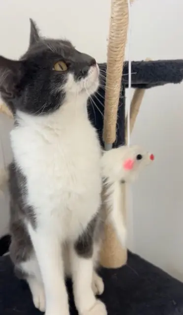 chatte lost   25000 Besançon Bloum