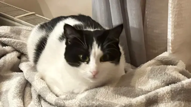 chatte lost   25000 Besançon Brooklin