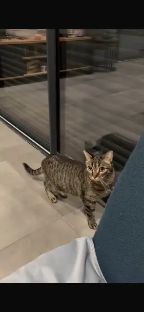 chatte lost   25000 Besançon Cahuète