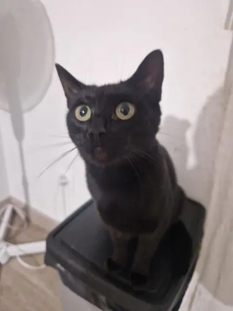 chatte lost   25000 Besançon Charly