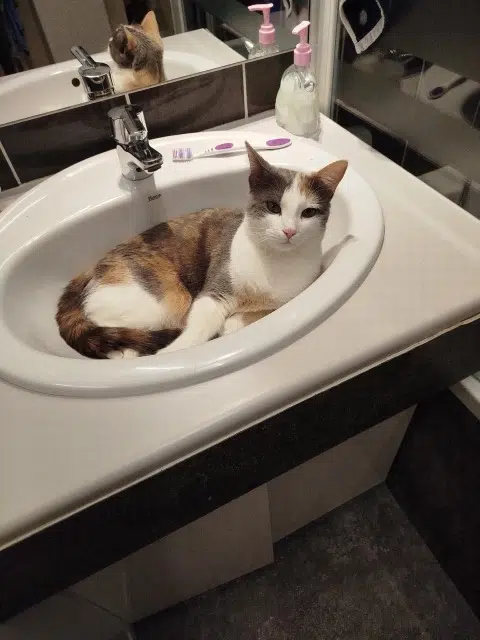 chatte lost   25000 Besançon Dakota