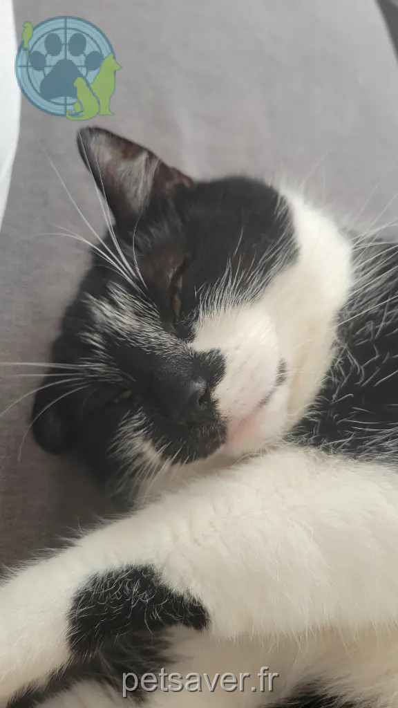 Chatte Perdue 25 Doubs Besançon Chatte Perdue 25 Doubs Besançon