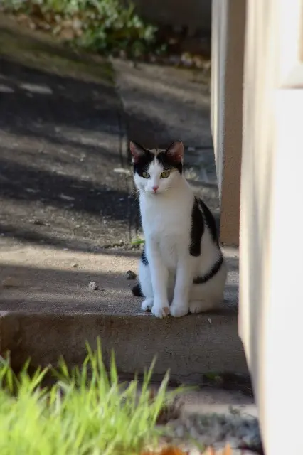chatte lost   25000 Besançon Kyoto