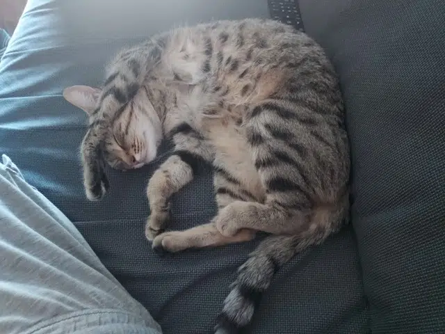 Katze vermisst 25000 Besançon Mimi Katze lost 25000 Besançon Mimi