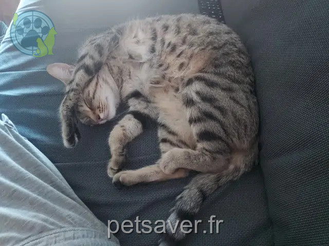 chatte perdue 25000 Besançon Mimi chatte lost 25000 Besançon Mimi