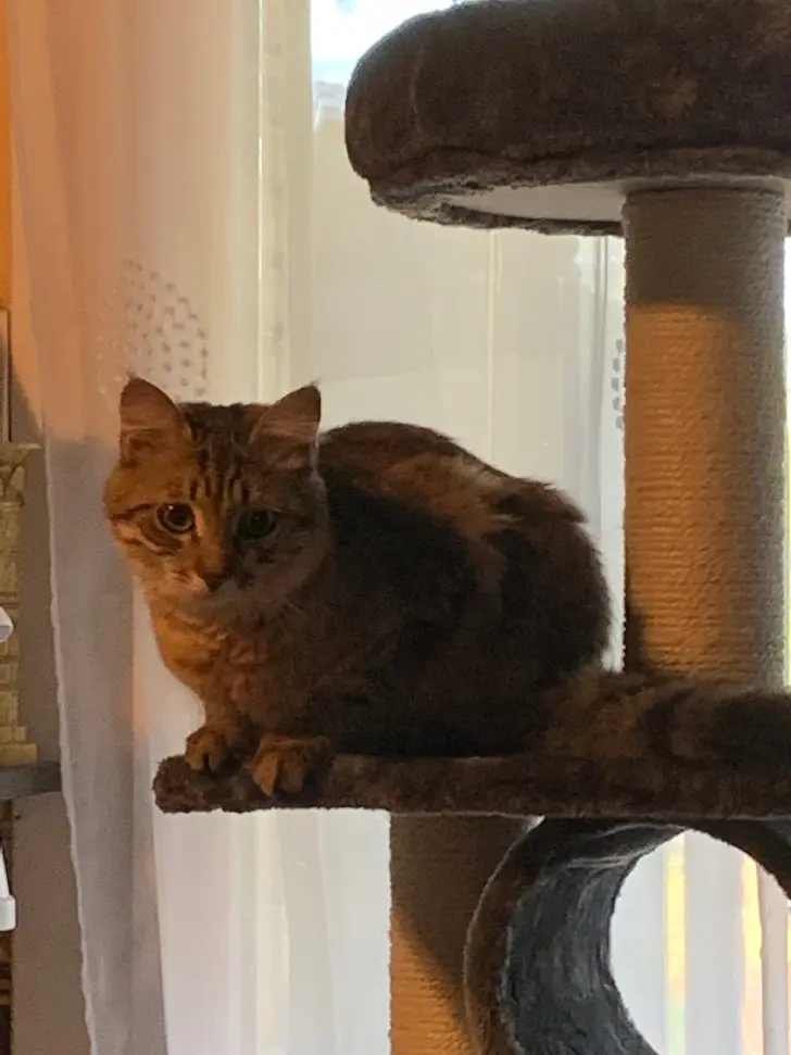 Chatte Perdue 25 Doubs Besançon - Nala Chatte Perdue 25 Doubs Besançon - Nala