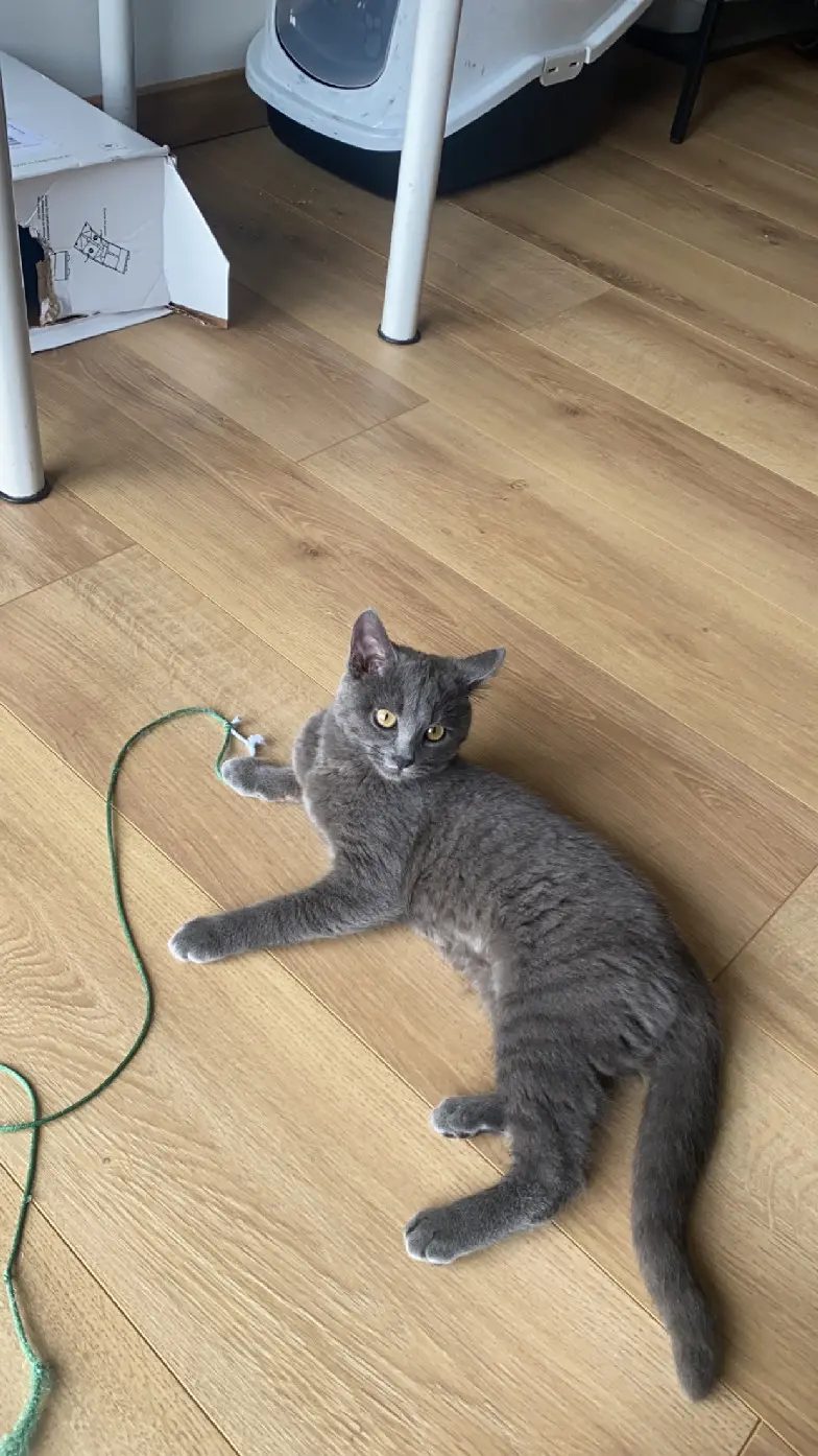 Chatte Perdue 25 Doubs Besançon - Nala Chatte Perdue 25 Doubs Besançon - Nala
