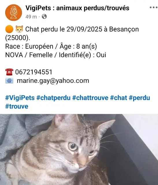 chatte lost   25000 Besançon Nova