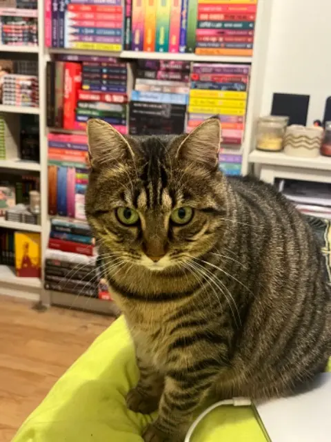 chatte lost   25000 Besançon Nova