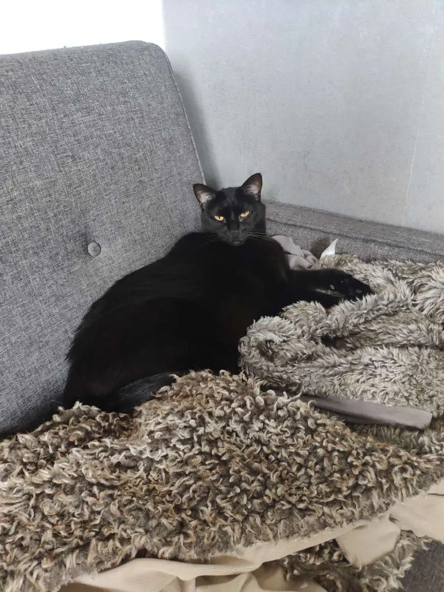 Chatte Perdue 25 Doubs Besançon - Poppy Chatte Perdue 25 Doubs Besançon - Poppy