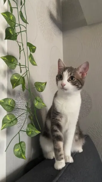 chatte lost   25000 Besançon Romy
