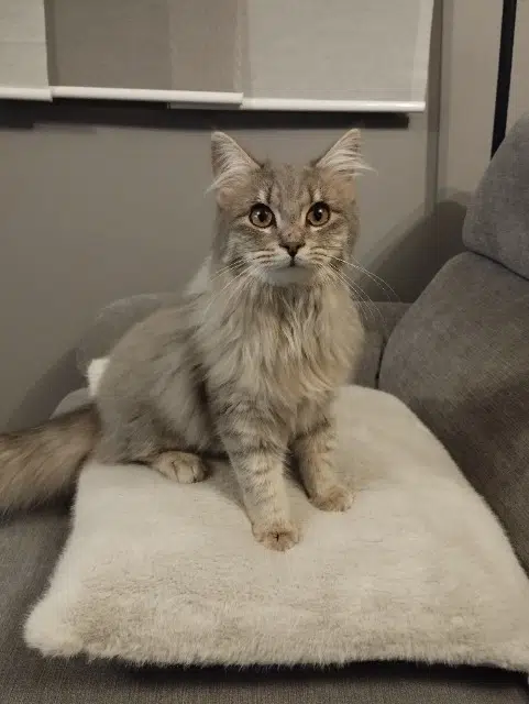 chatte lost   25000 Besançon Siggy