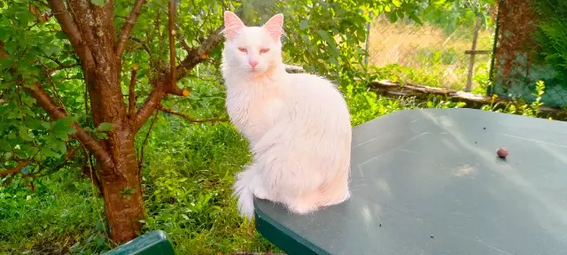 chatte lost   25000 Besançon Simone