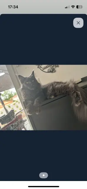chatte lost   25000 Besançon Smocky