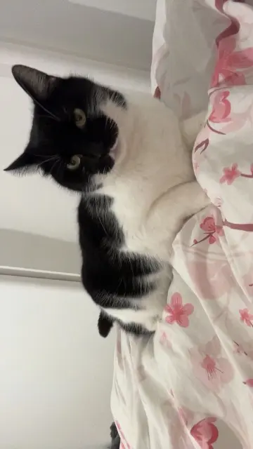 chatte lost   25000 Besançon Sushi