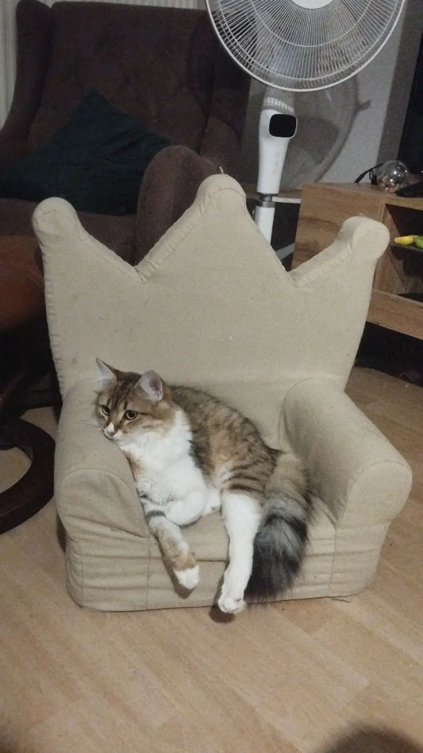 Chatte Perdue 25 Doubs Besançon - Tigrou Chatte Perdue 25 Doubs Besançon - Tigrou
