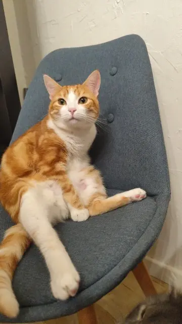 chatte lost   25000 Besançon Tika